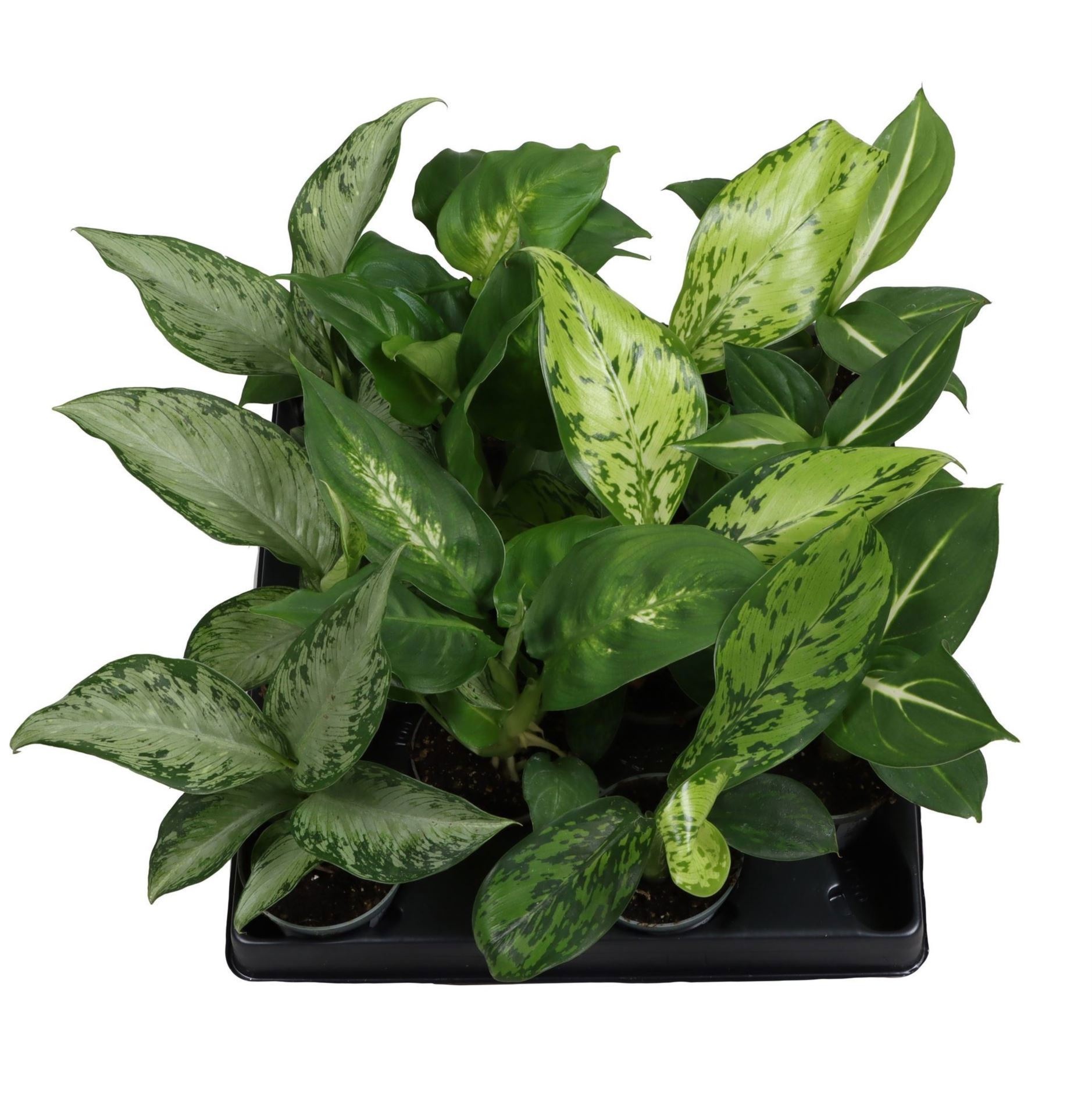Dieffenbachia Mix