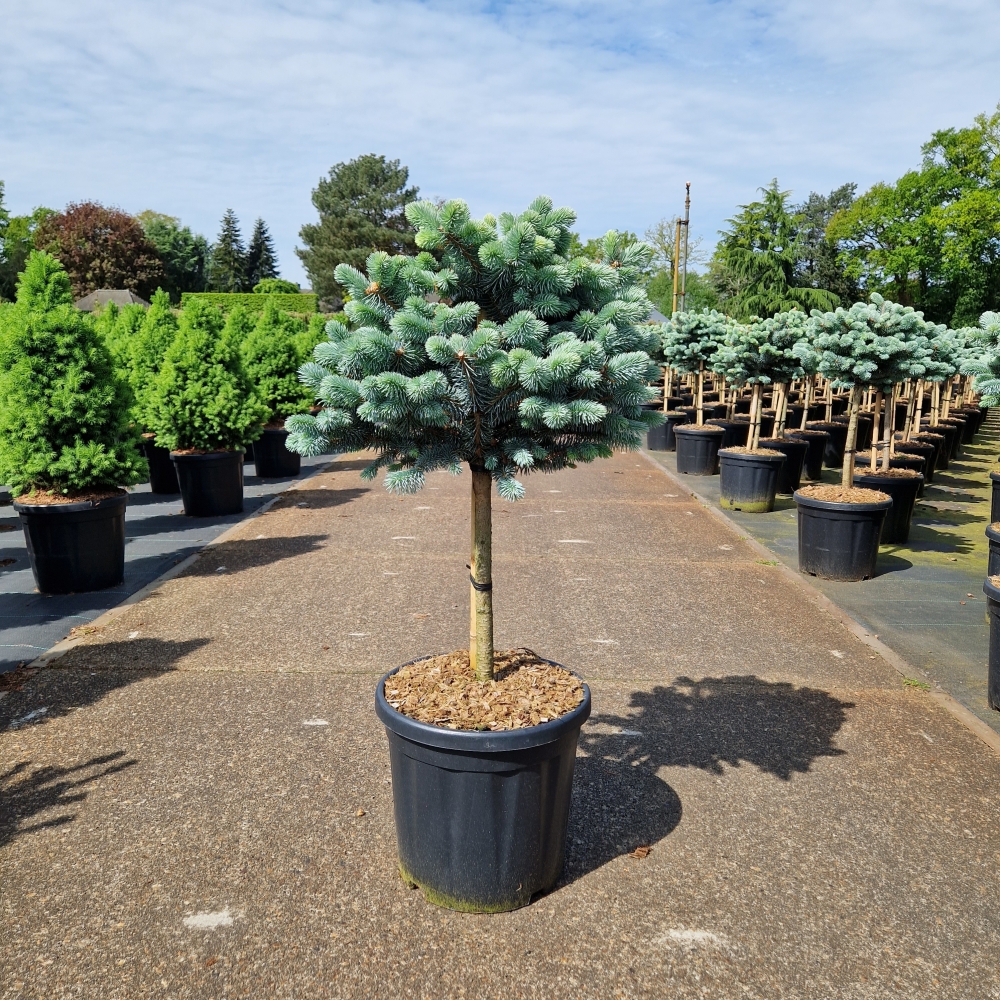 Picture of Picea pungens Glauca Globosa C18 110cm