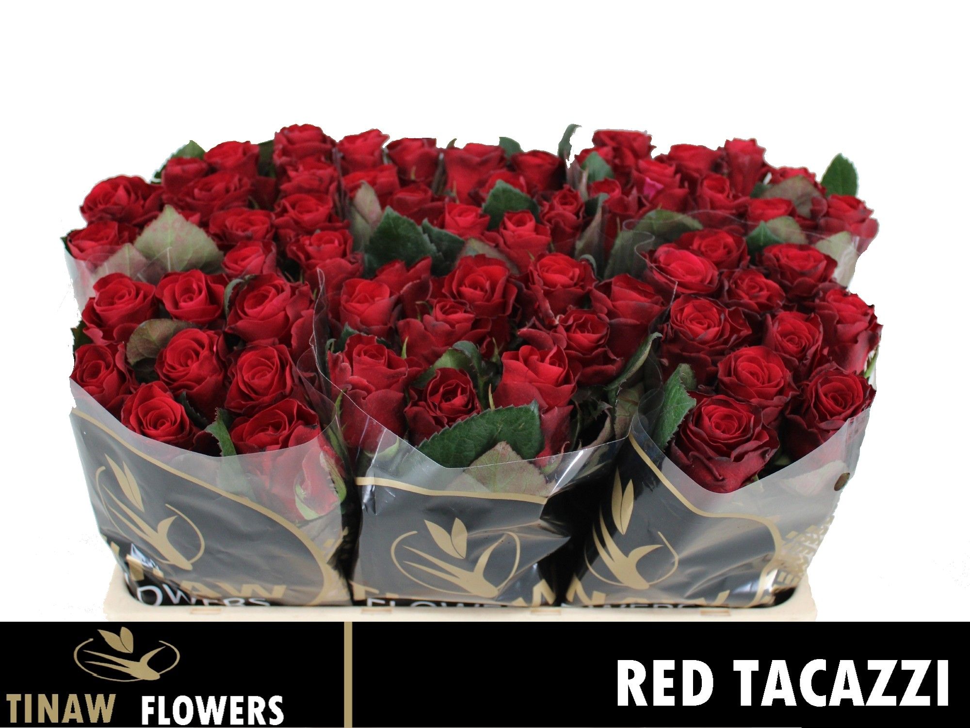 R Gr Red Tacazzi+