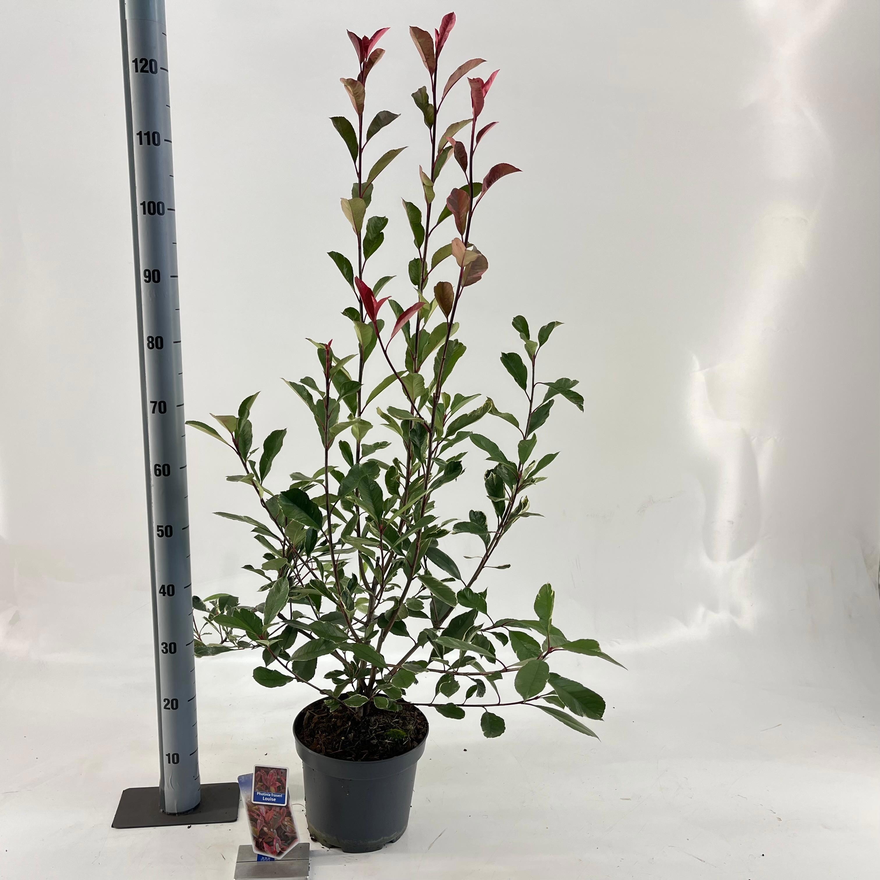 Picture of Photinia fraseri Louise ('McLarlou'PBR)