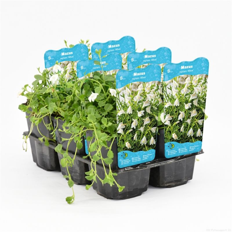 Mazus reptans wit