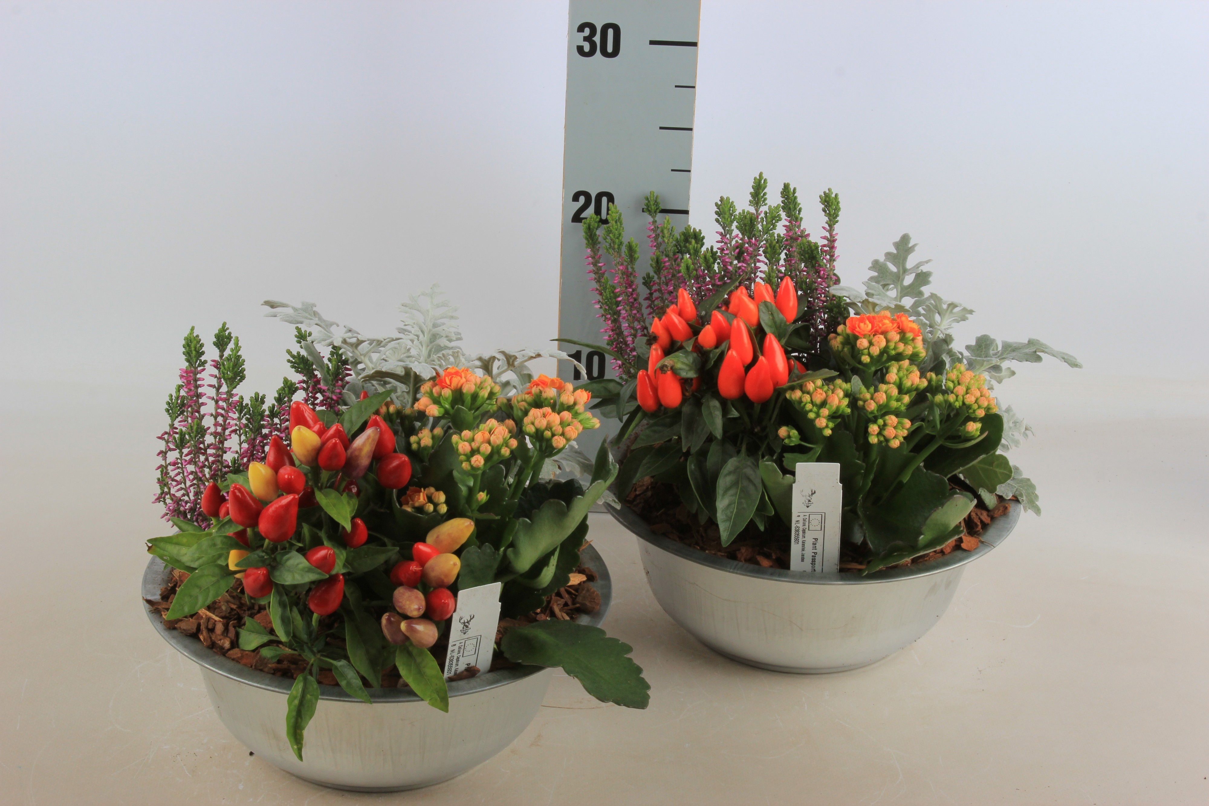 Arr Tuinplanten 23P 25cm 12bloei