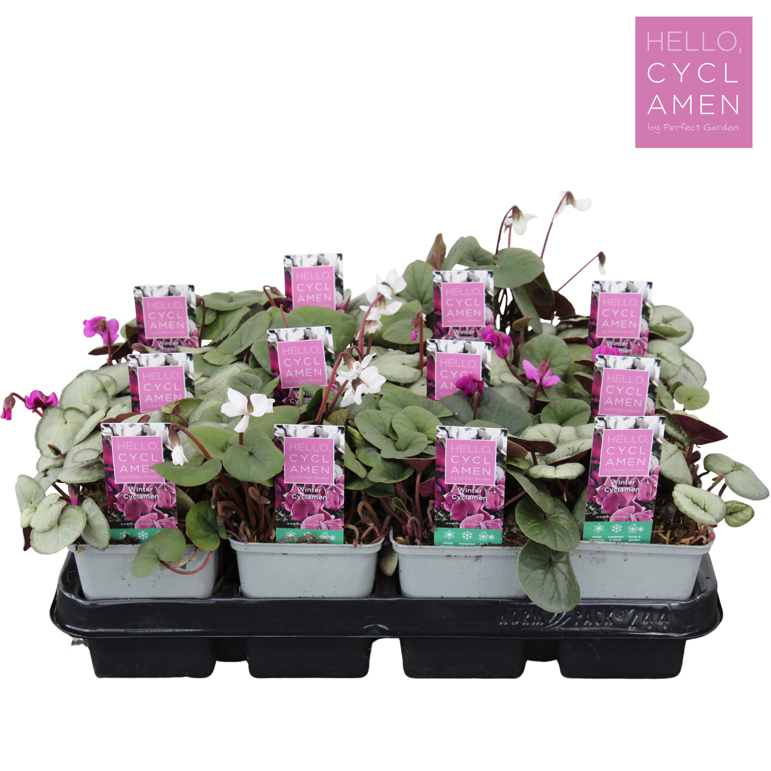 Picture of Cyclamen Winter Mix tray P9