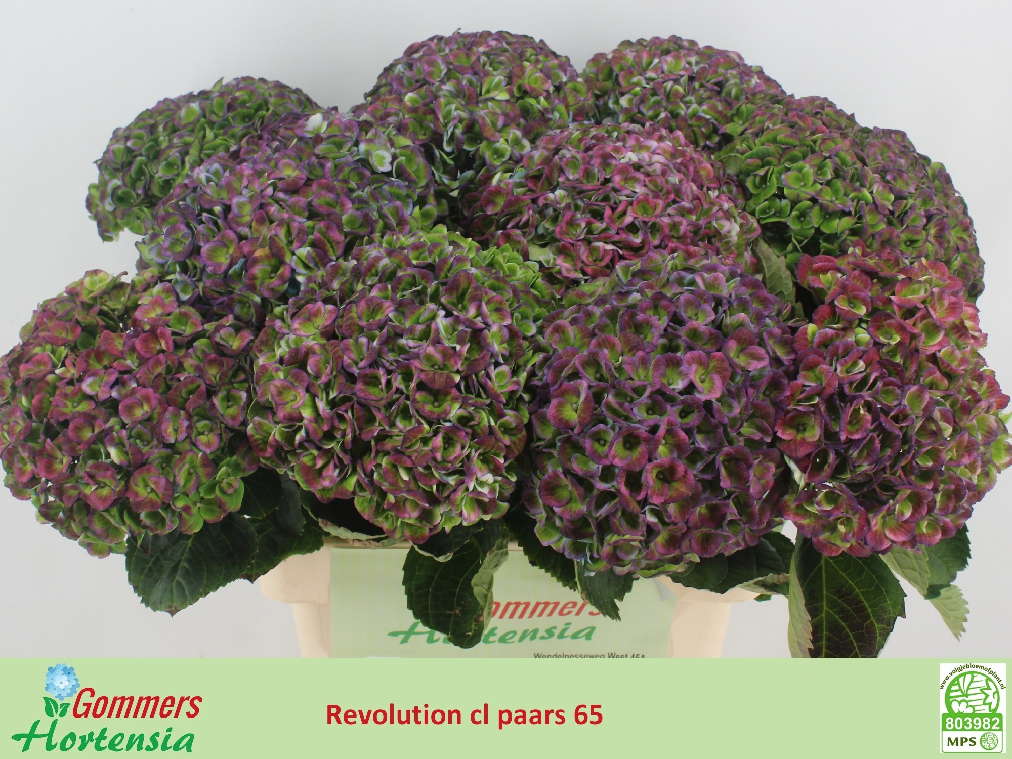 Hydrangea Revolution Classic Purple 60cm 19Ø
