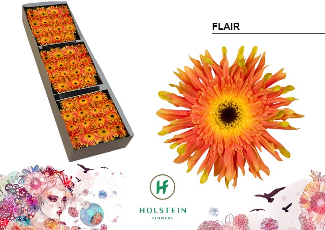 Gerbera Pasta Flair Doos