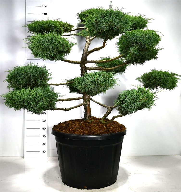 Picture of Juniperus media 'Hetzii'