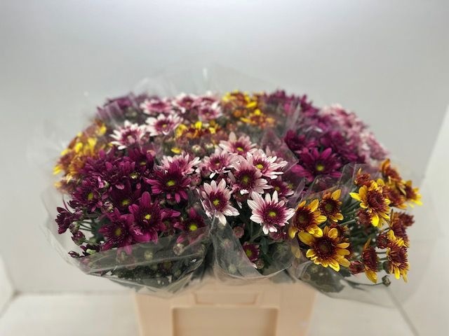 Chrys Spray Mixed In Box 260gram