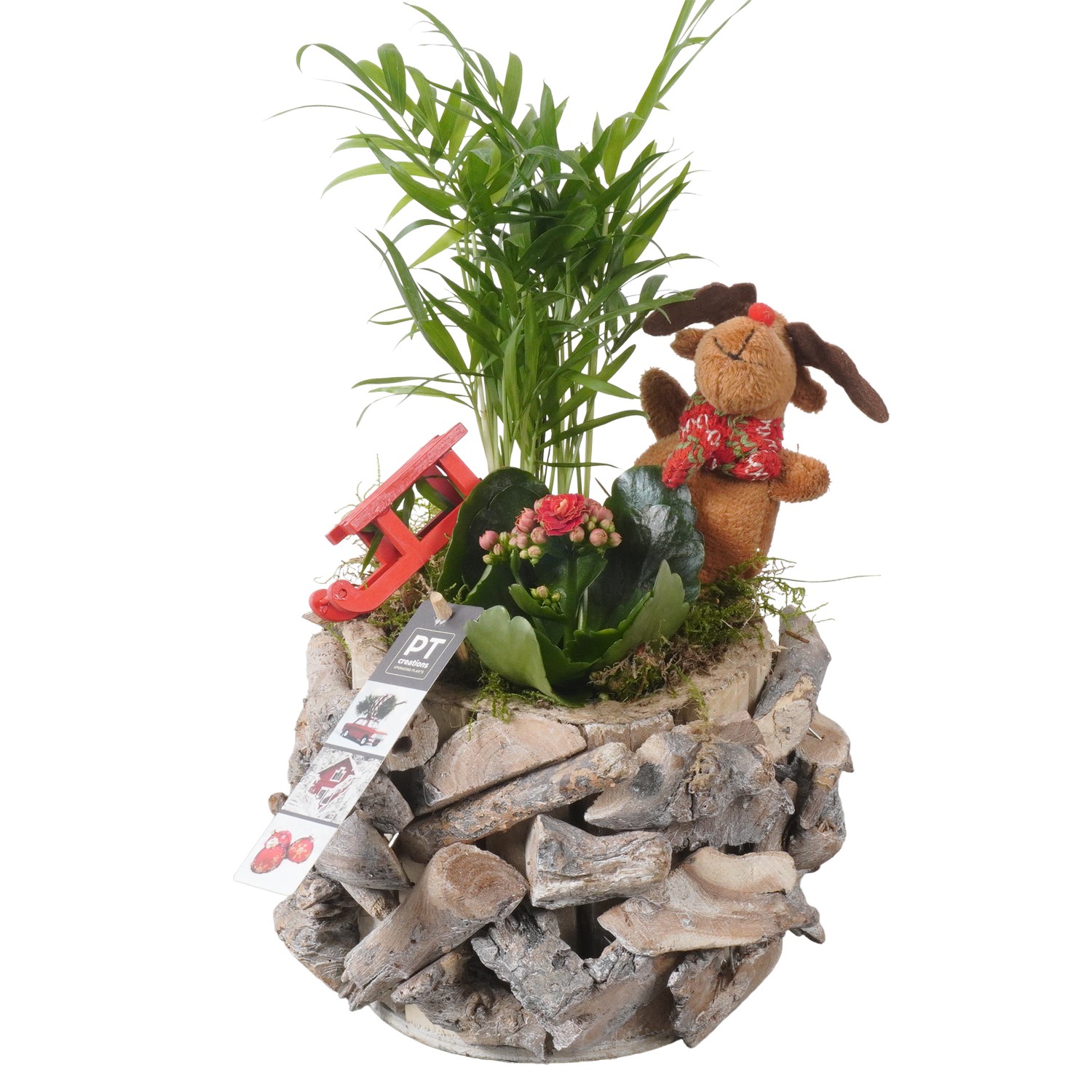 Picture of PTKB9311 Arrangement X-Mas in wooden pot P14 32cm