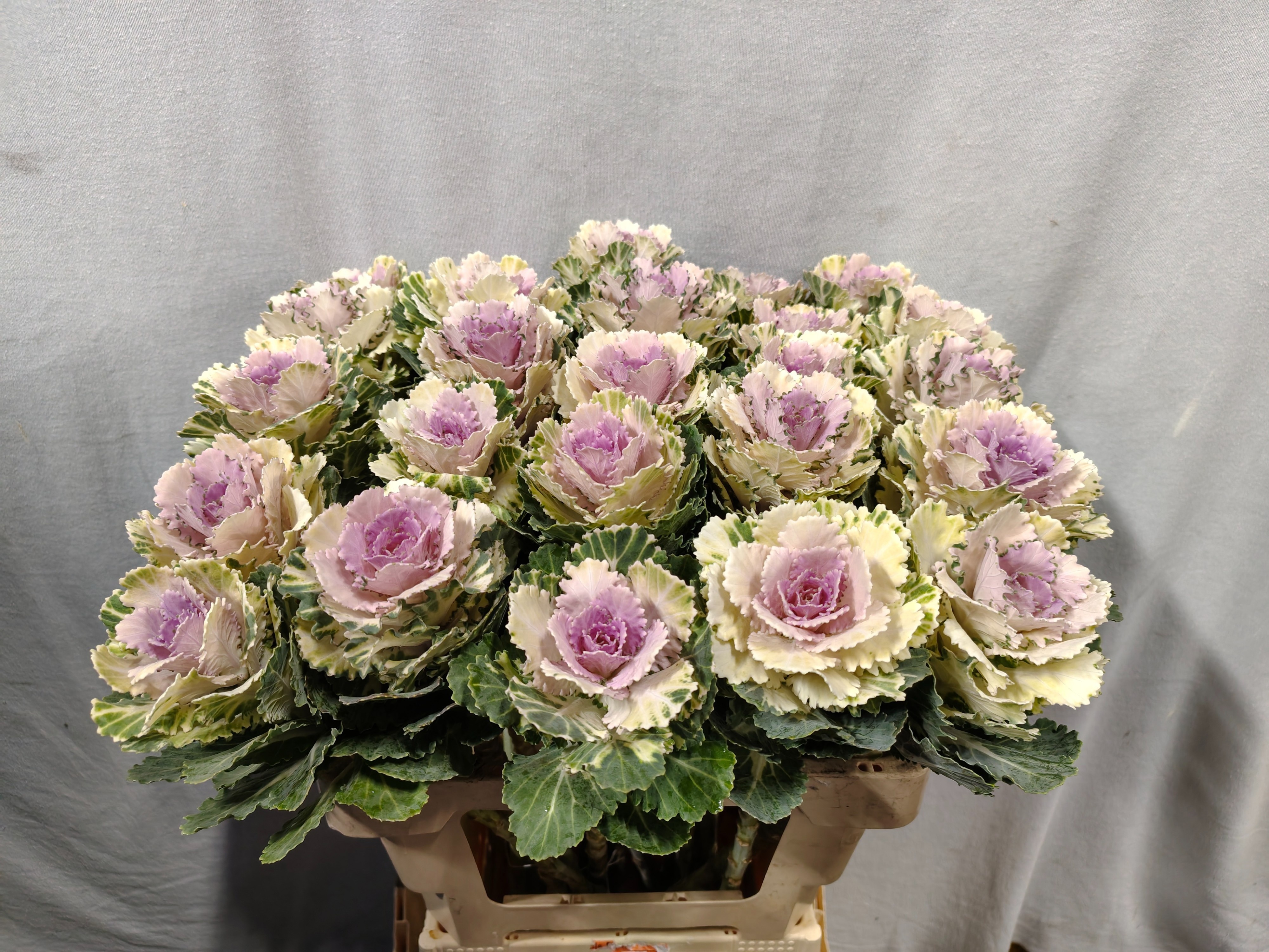 Brassica Akilina 60cm