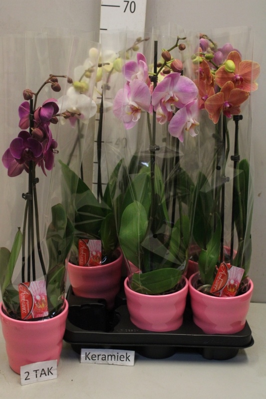 Arrangement Phalaenopsis Mt 12Ø 60cm