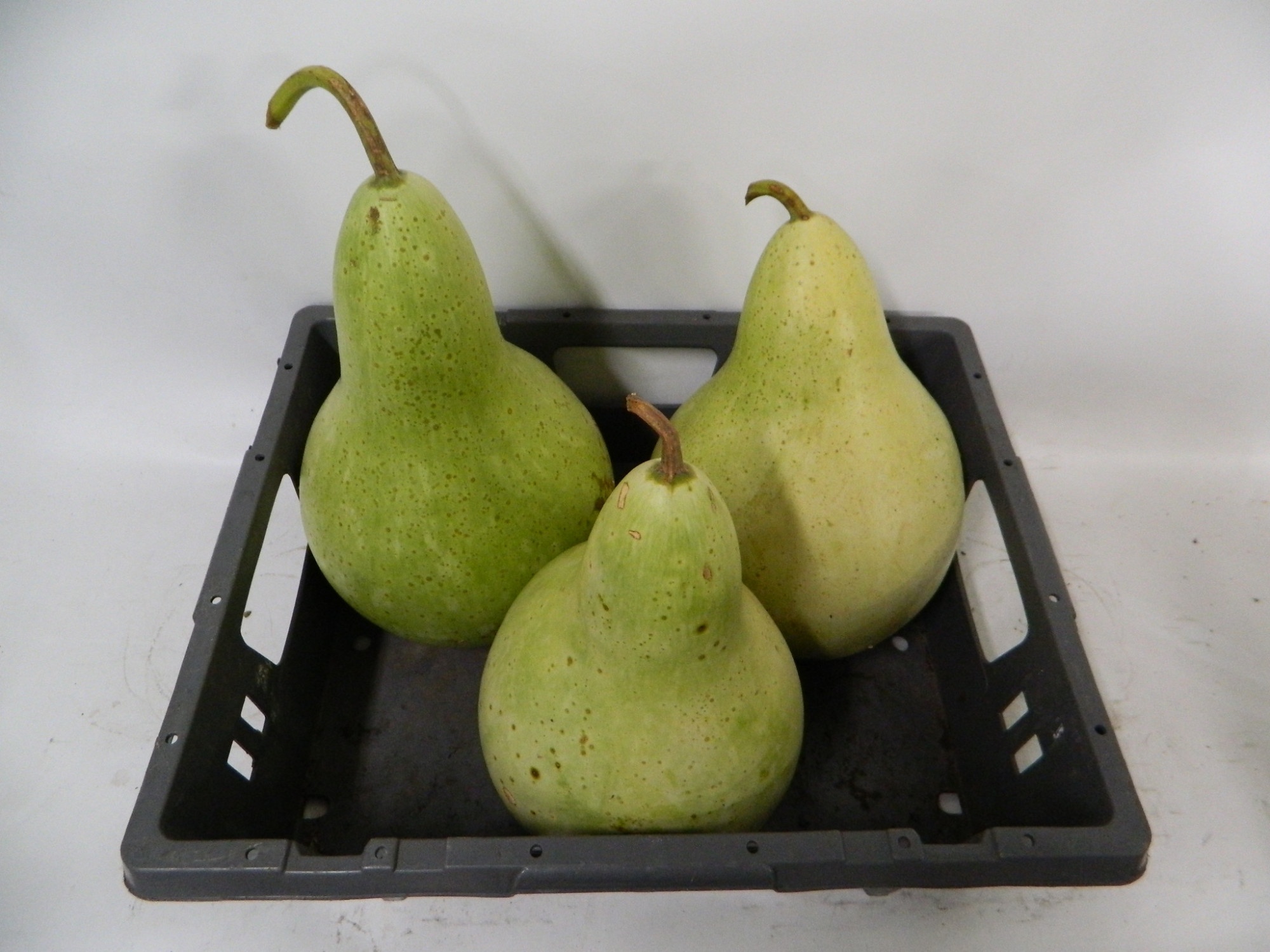 Cucurbita Orange (PUMPKIN)