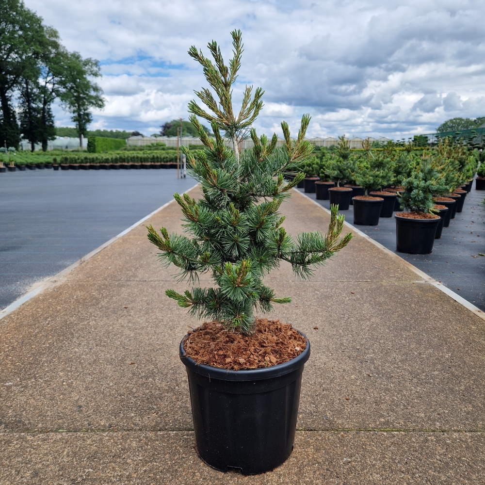 Picture of Pinus parviflora Negishi C11 40/50