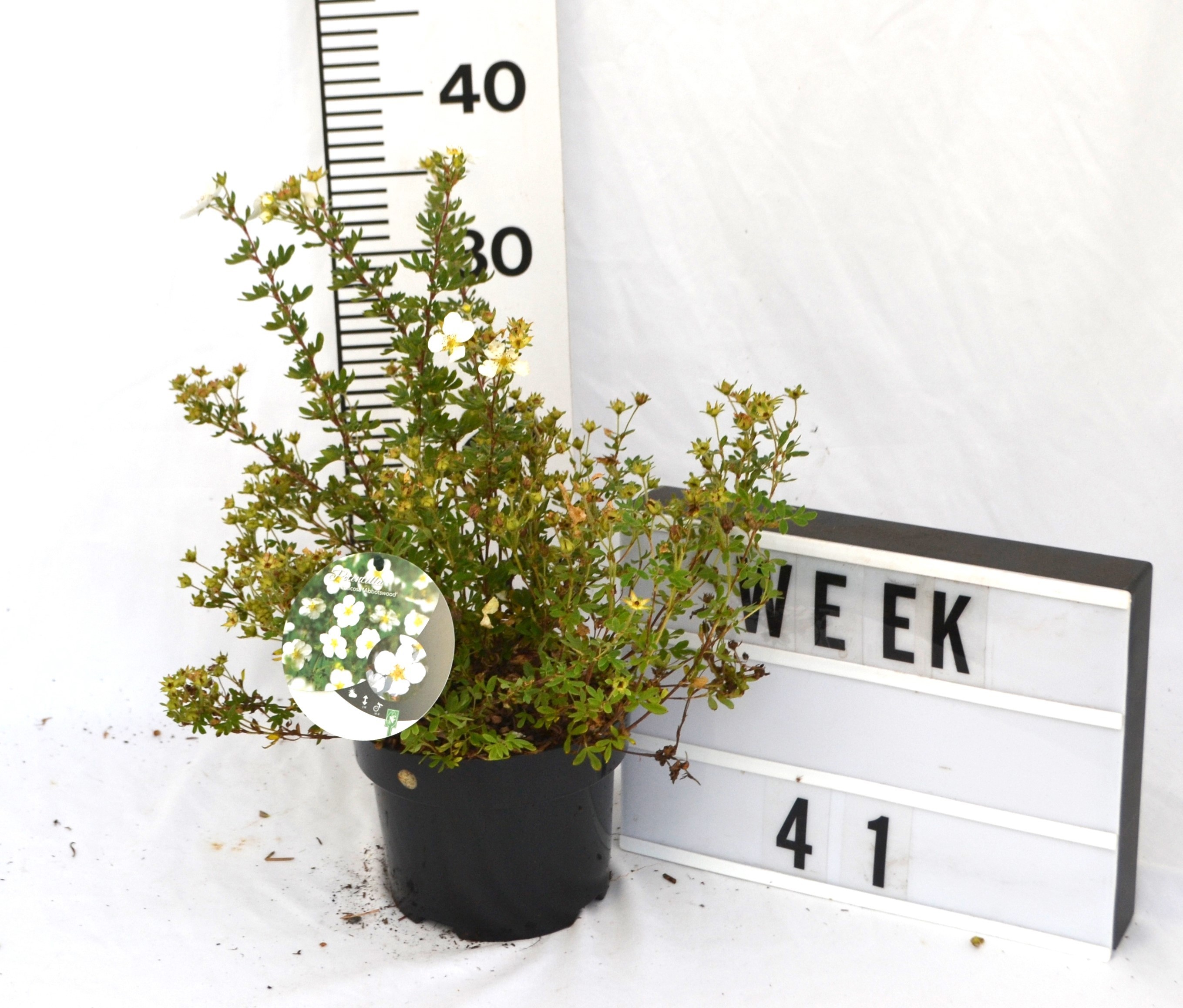 Potentilla f. 'Abbotswood'