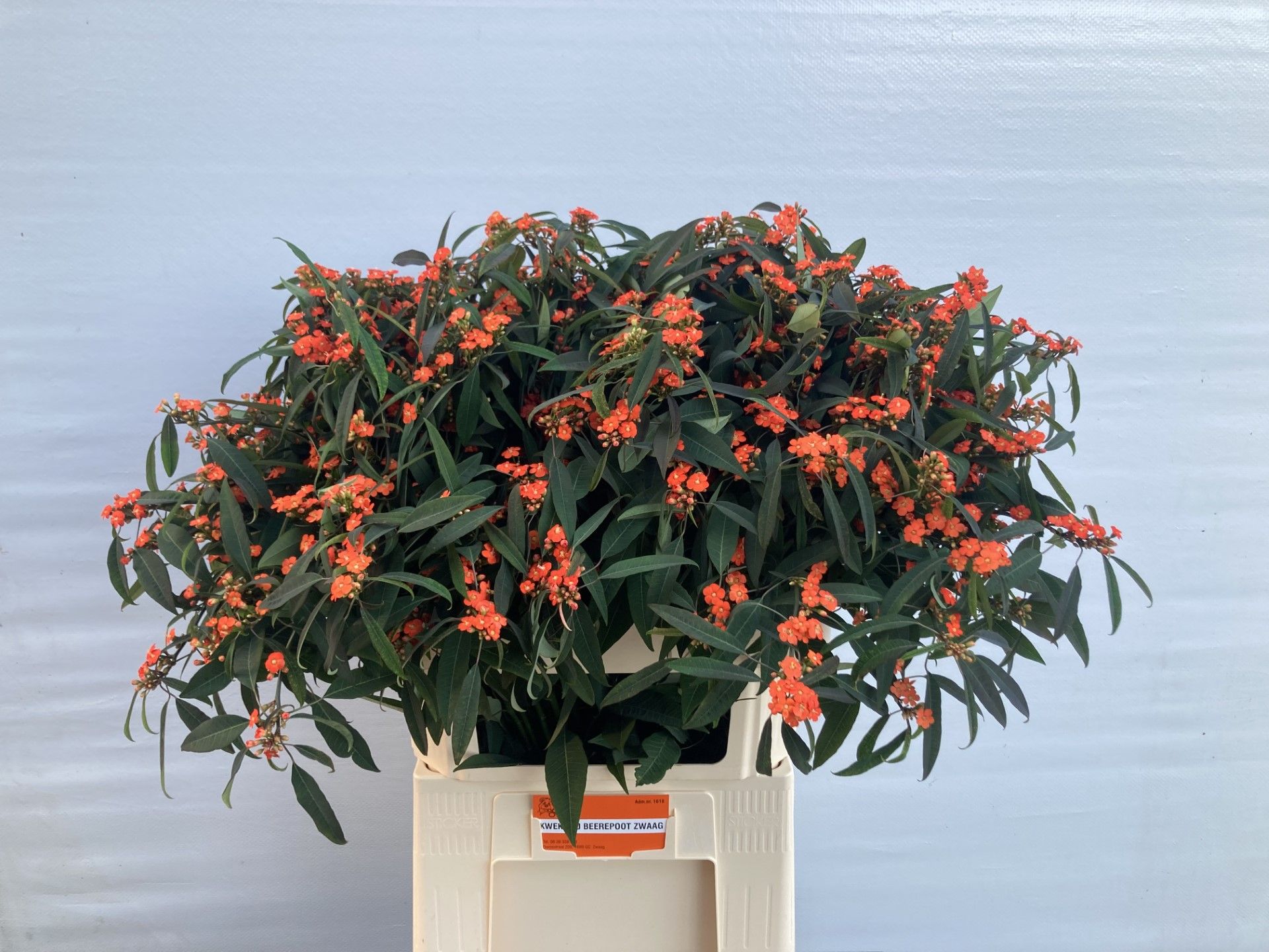 Euphorbia Spray Queen Of Orange 80cm