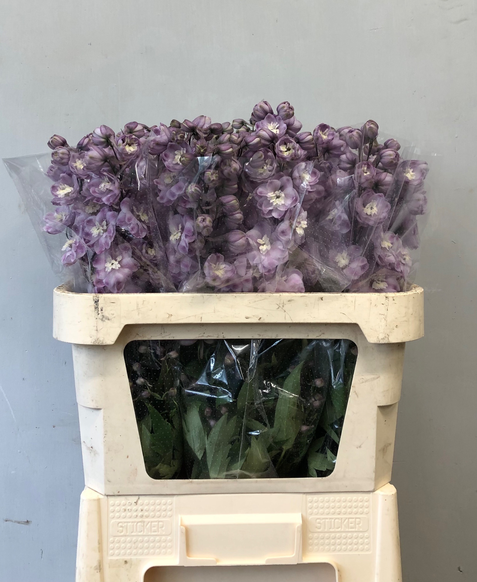 Delphinium Elatum Dewi Flaming 80cm