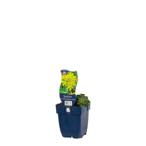 Sedum fl. 'Weihenst. Gold'
