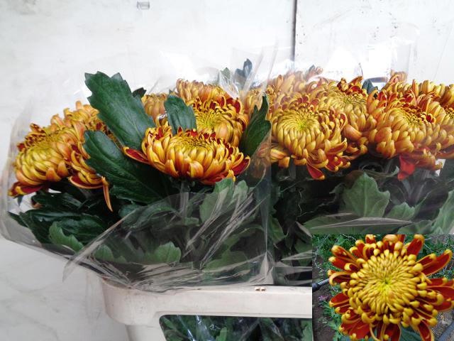 Chrys Single Fuego 80cm 110gram