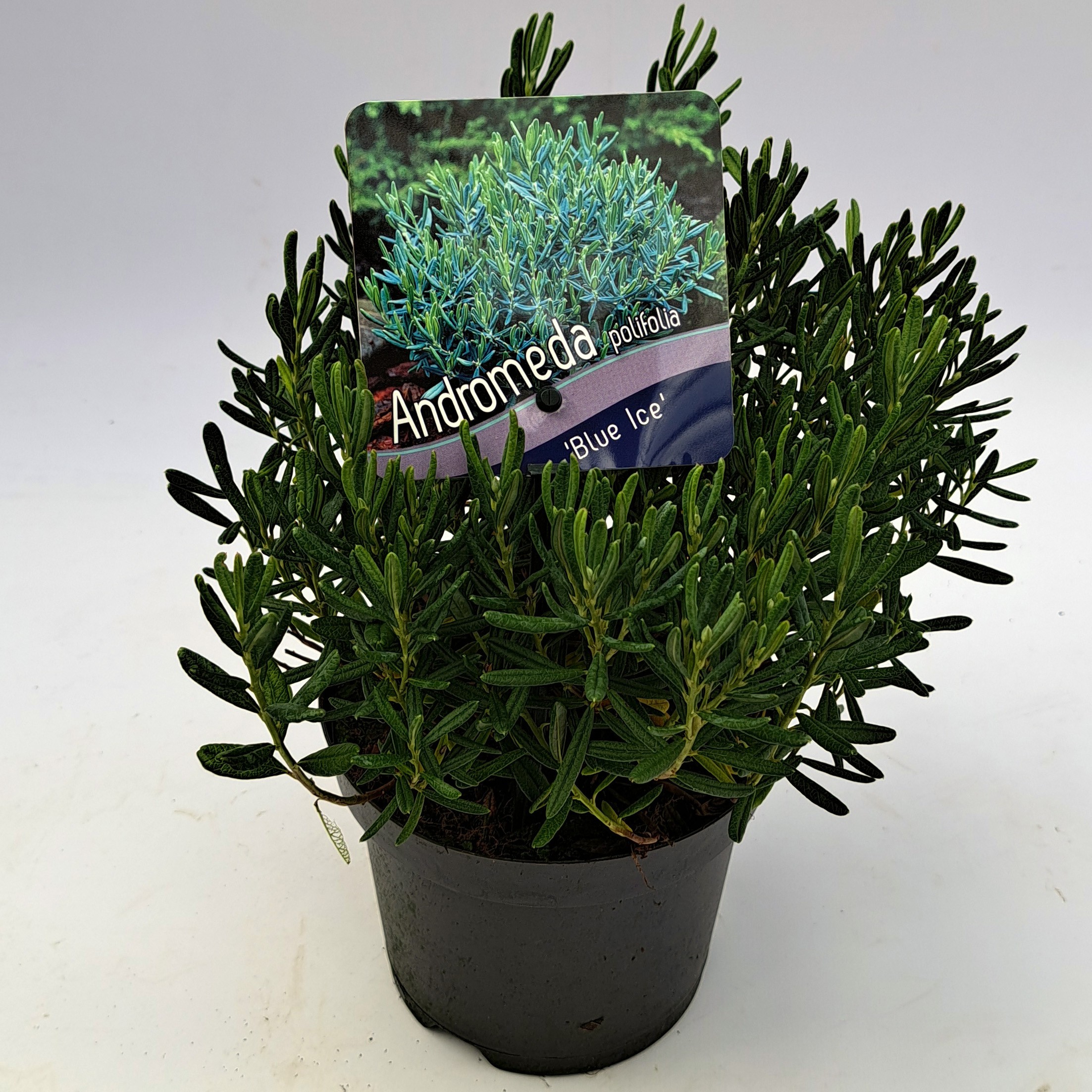 Picture of Andromeda polifolia Blue Ice P13