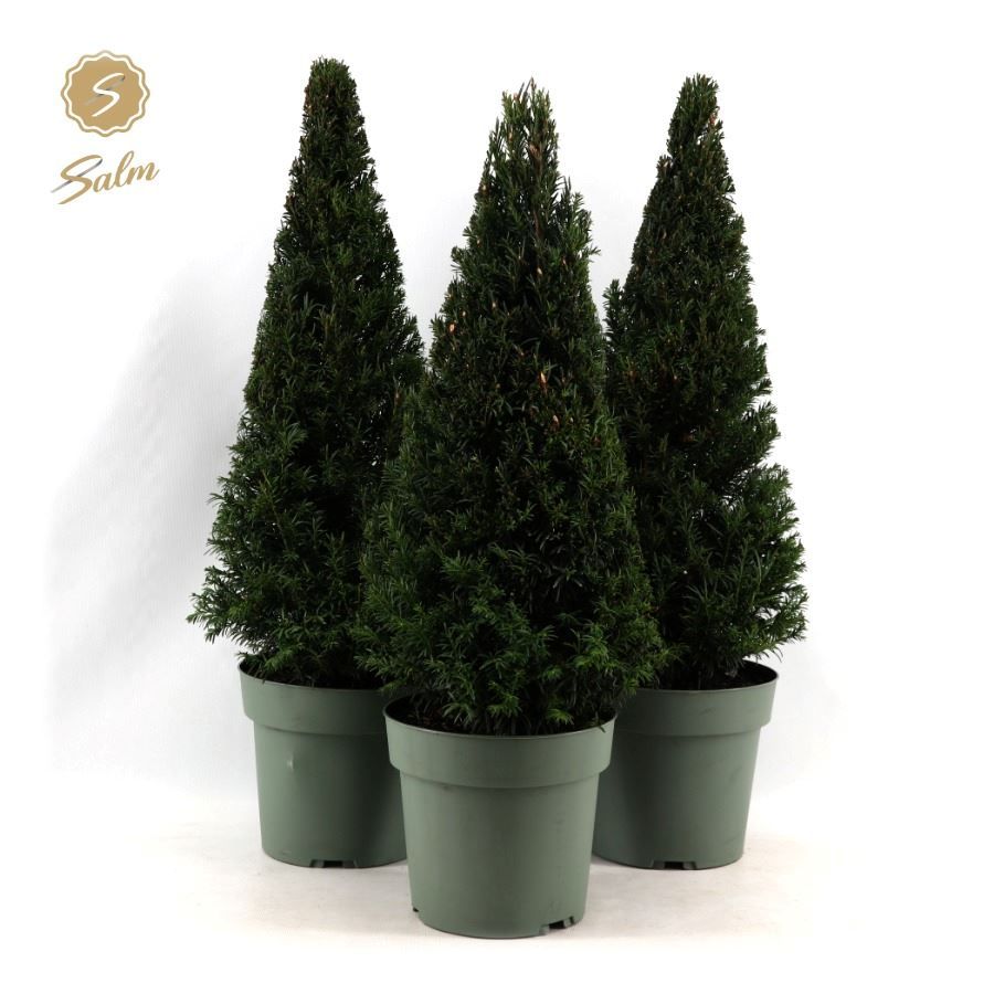 Picture of Taxus Collection Pyramid 55cm P21