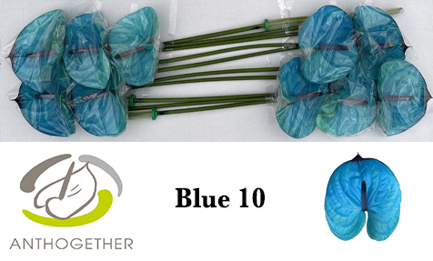 Anth A Klb 'blue' H% 10