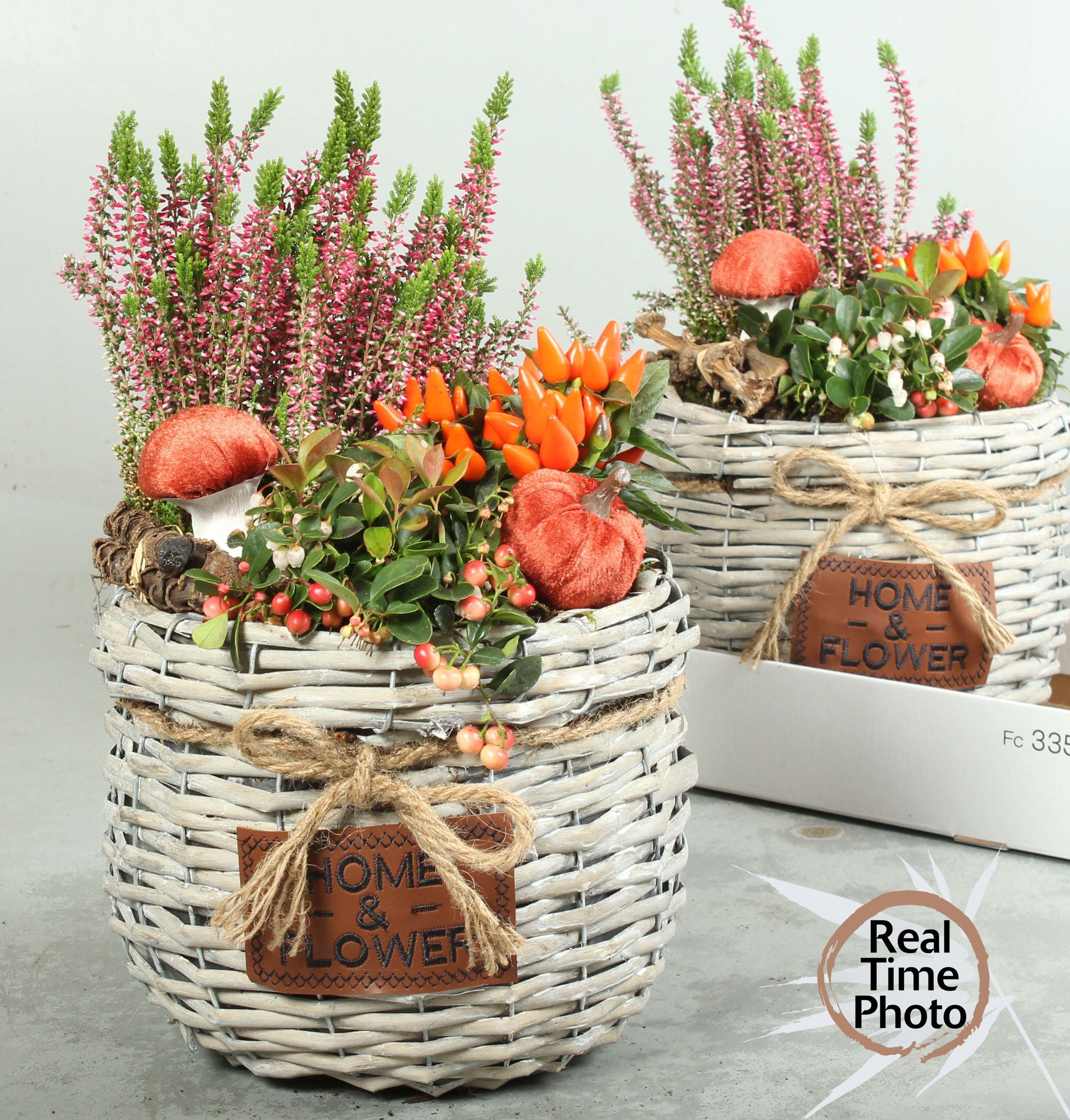 Arr Tuinplanten 25P 40cm