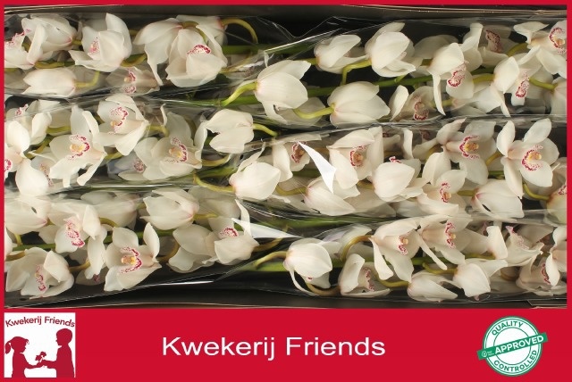 Cymbidium Calypso 12/15bl