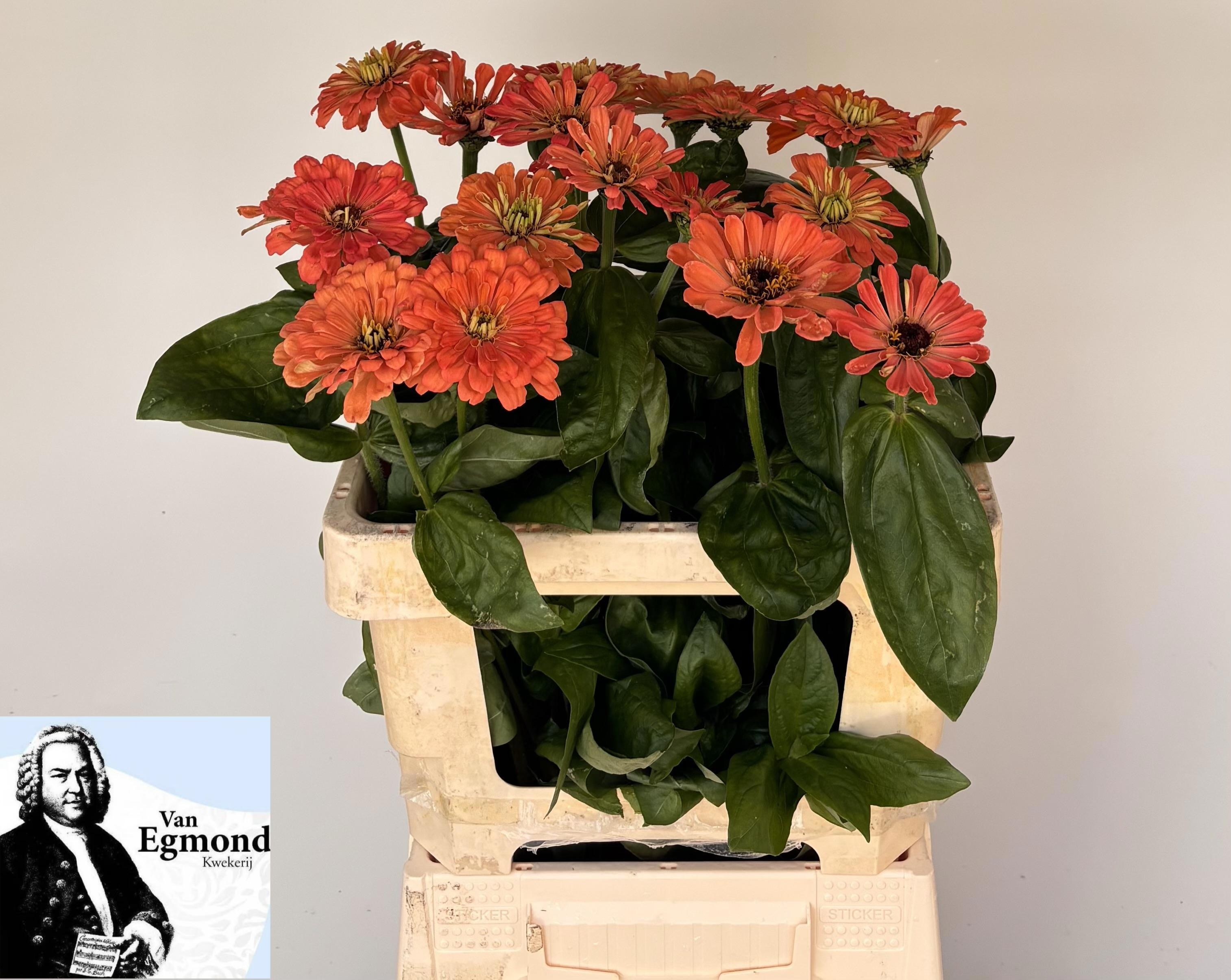 Zinnia Elegans 60cm