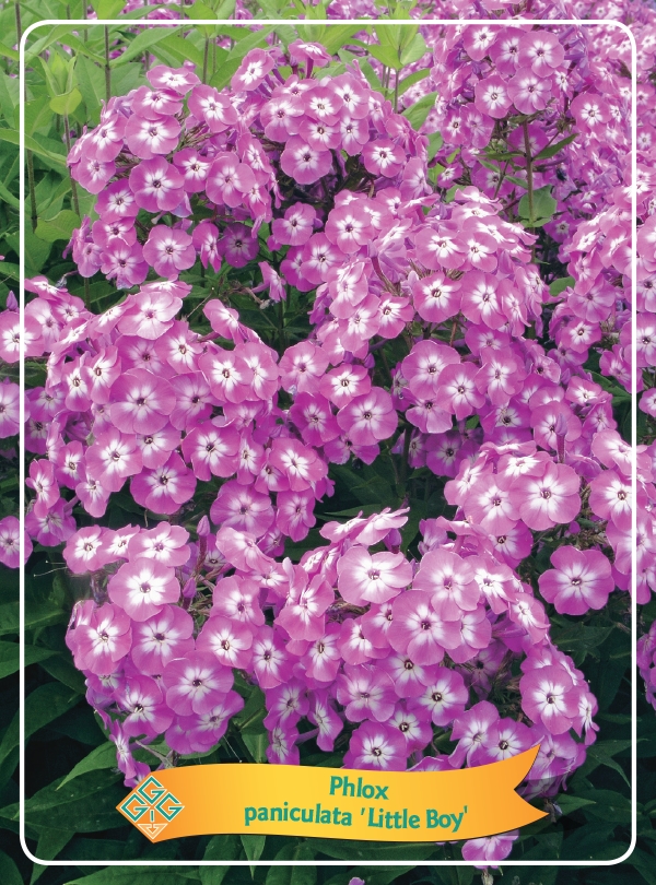 Picture of Phlox paniculata mix 6x10 srt. per shelve P11