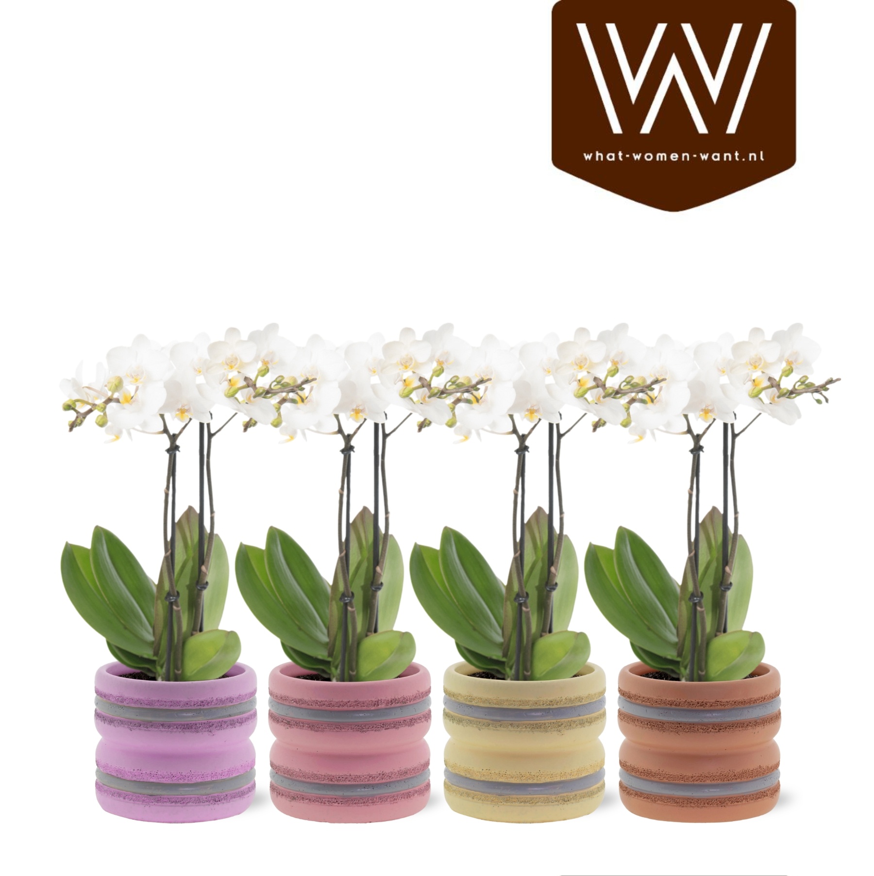Arrangement Phalaenopsis Mf 12Ø 35cm