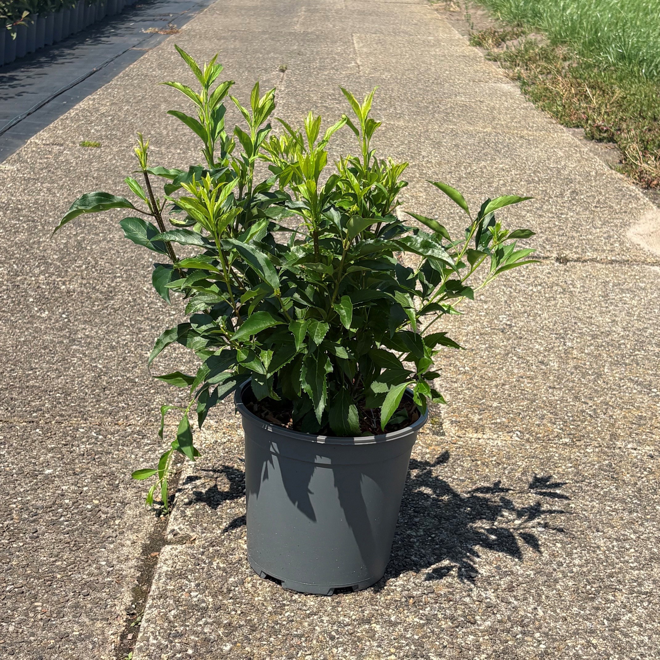 Forsythia intermedia 'Lynwood'