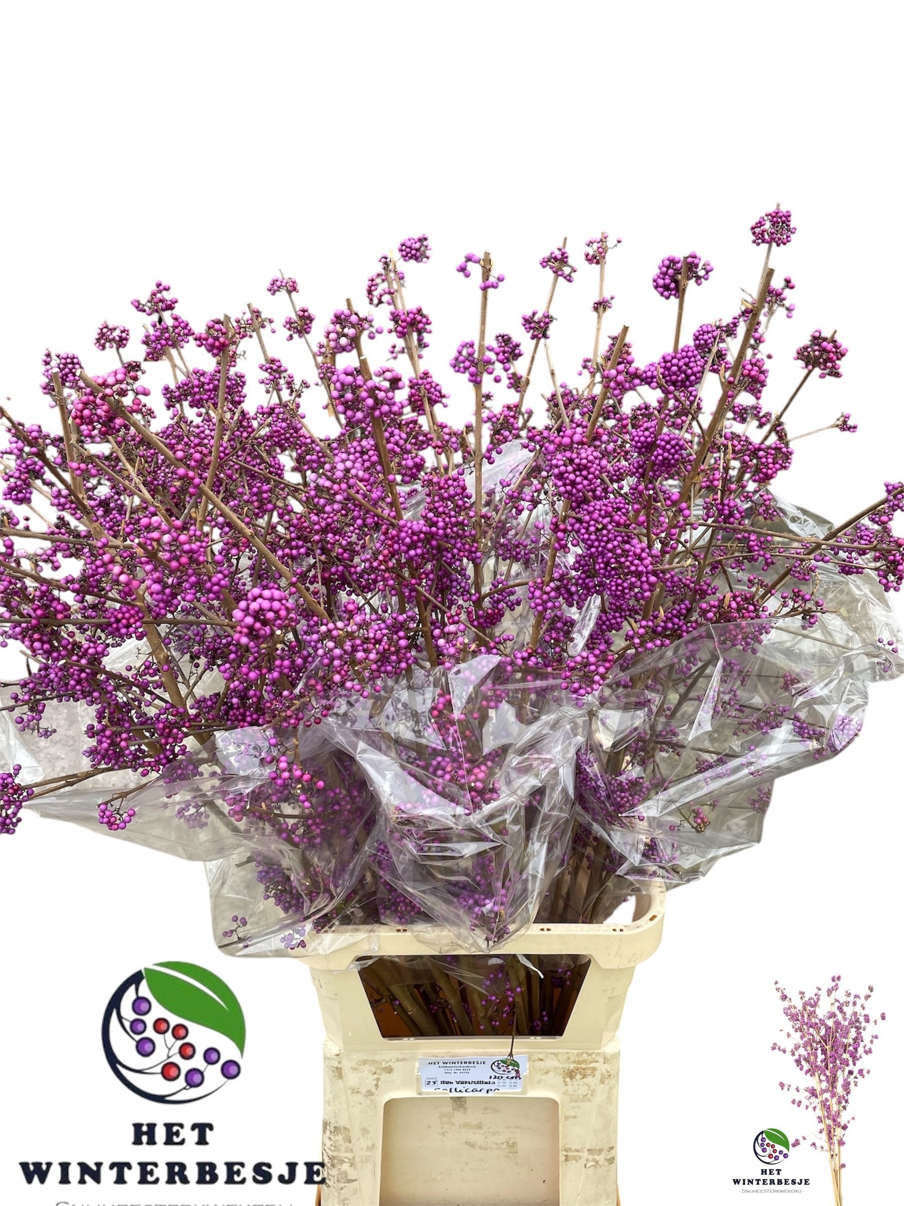 Callicarpa Bod Giraldi(imp) 120cm