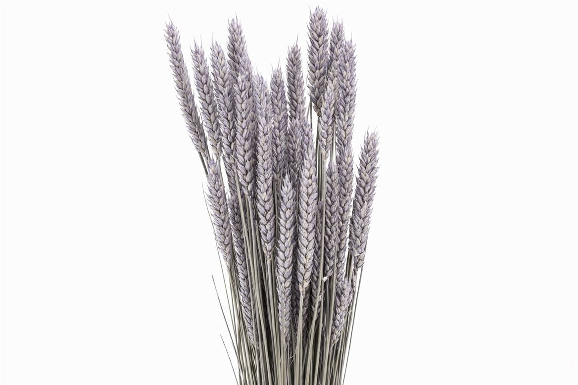 Dried/preserved Flowers Misc 60cm 200gram