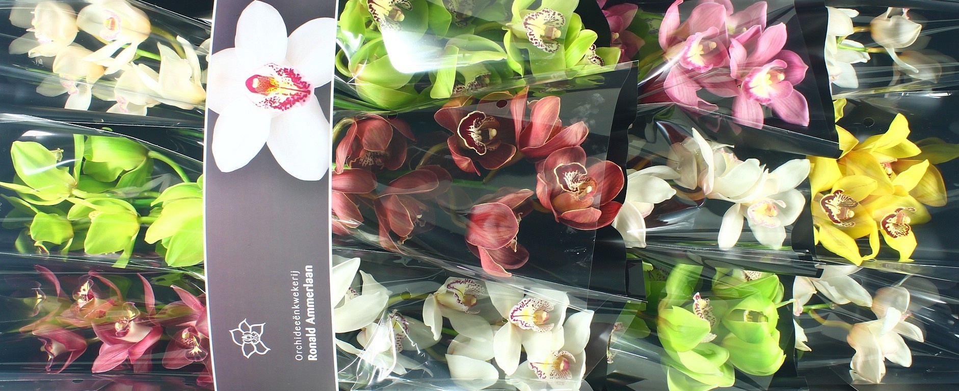Cymbidium Asst 5bl