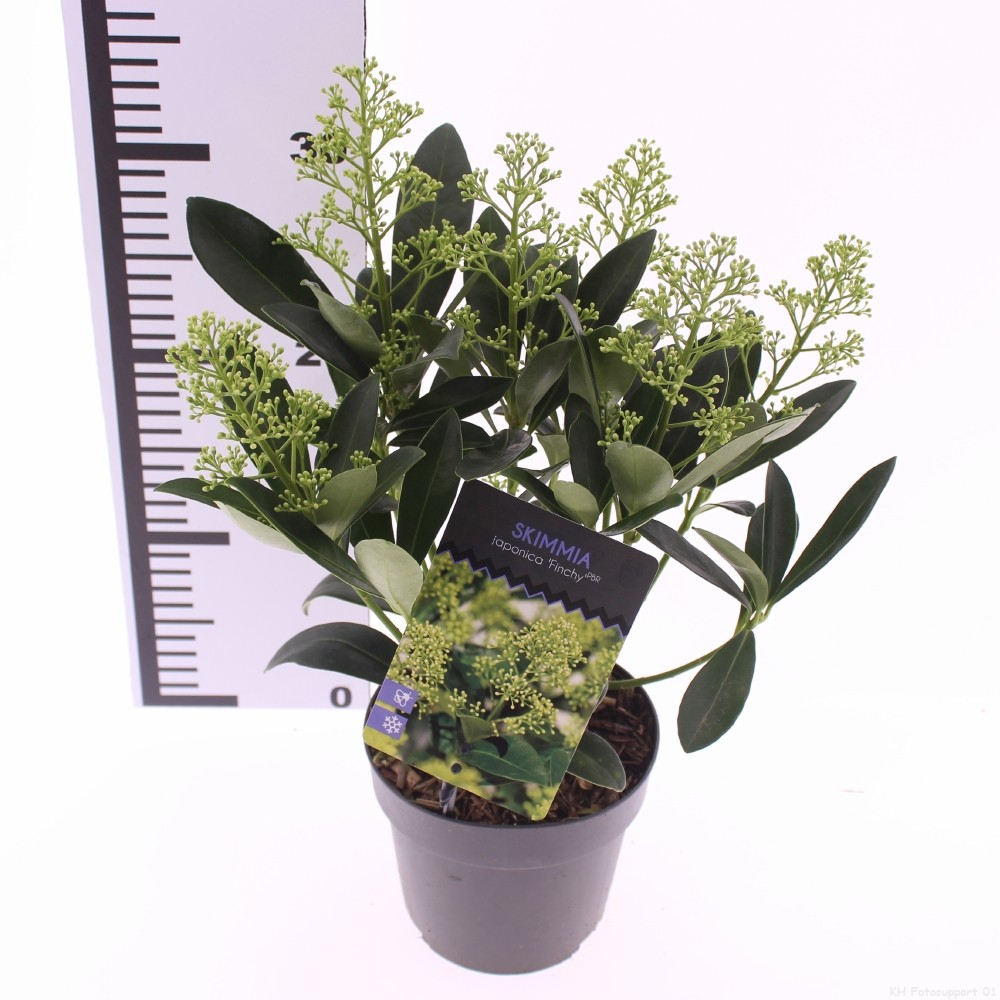 Picture of Skimmia jap. 'Finchy'