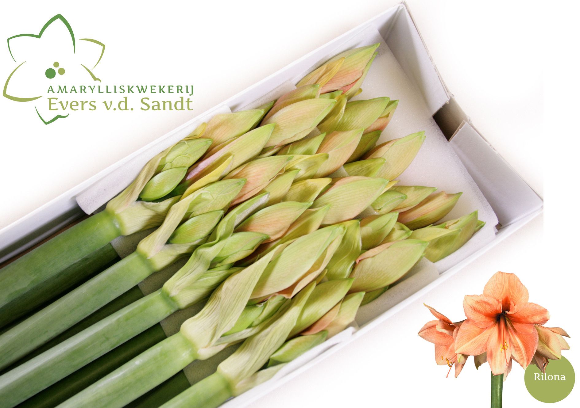 Hippeastrum Rilona 4bl