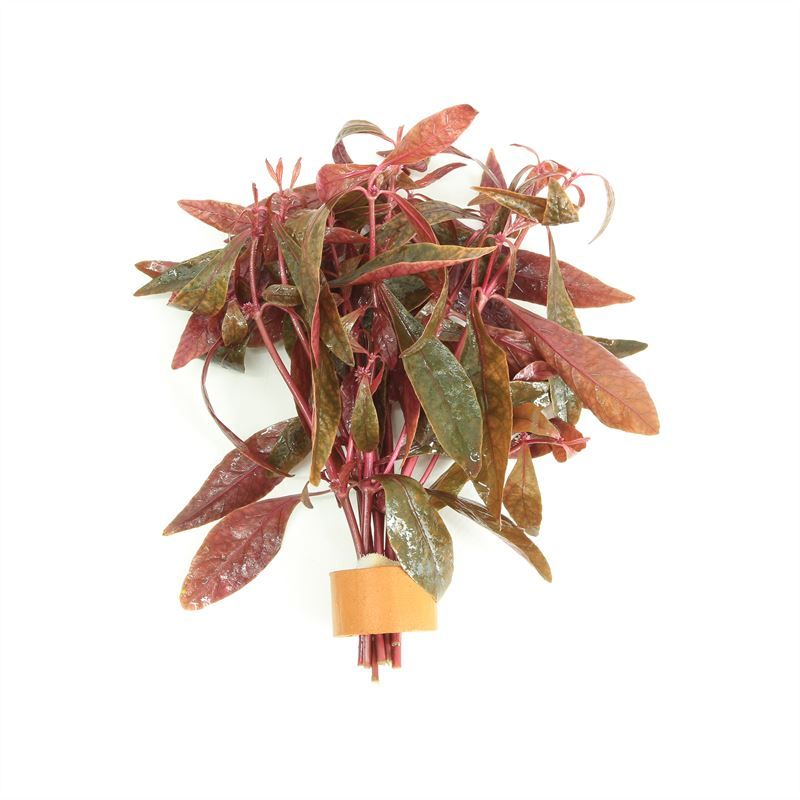 Alternanthera sessilis (TCR)