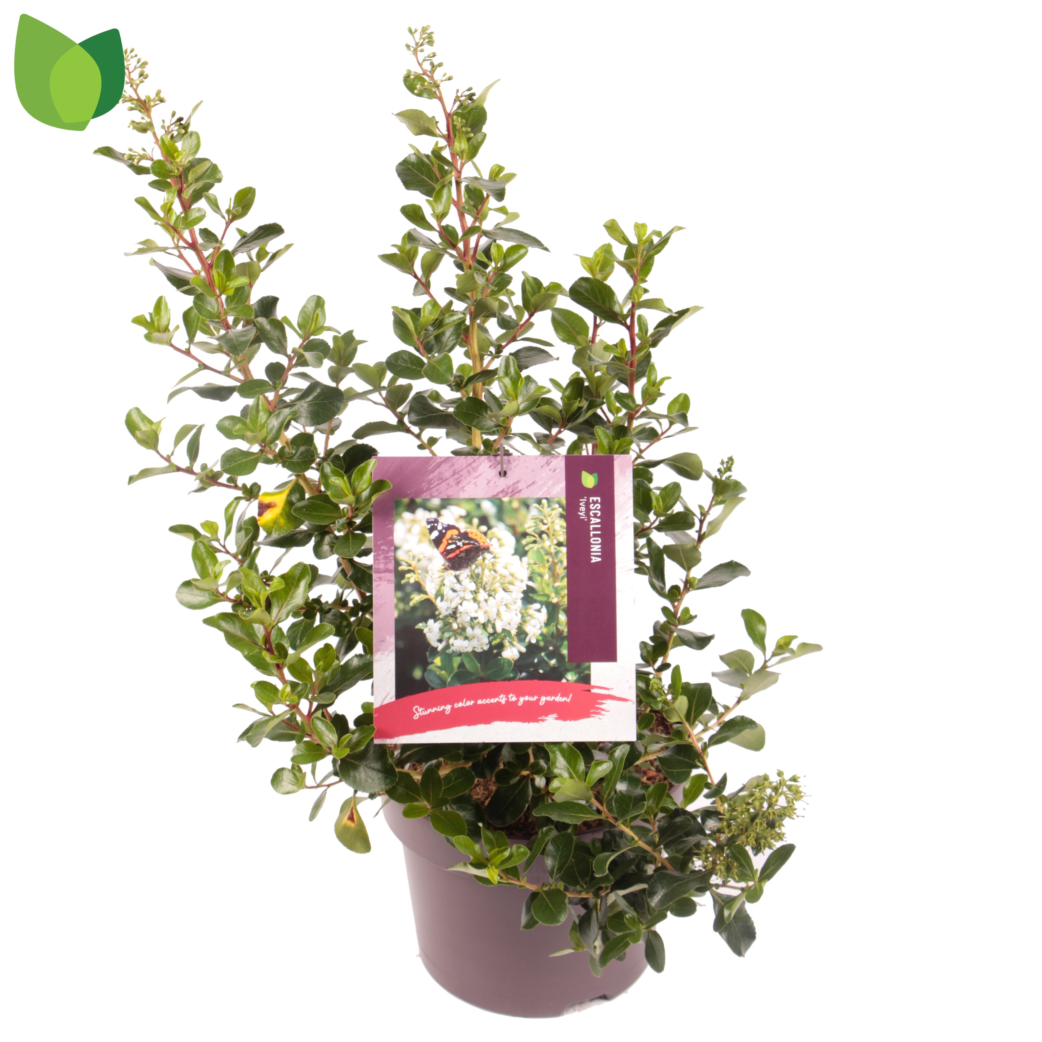 Picture of Escallonia Iveyi P23 (5 Ltr)