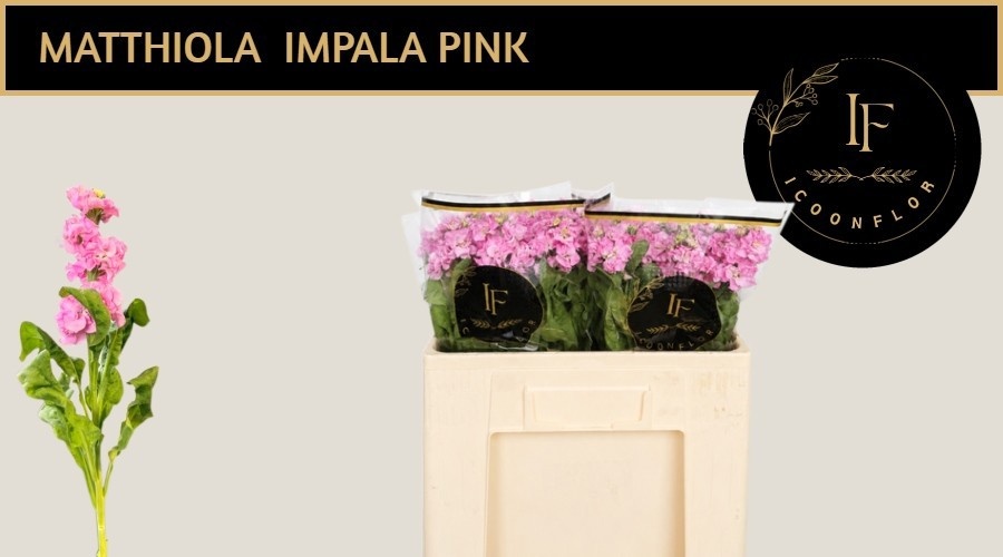 Matth Impala Pink