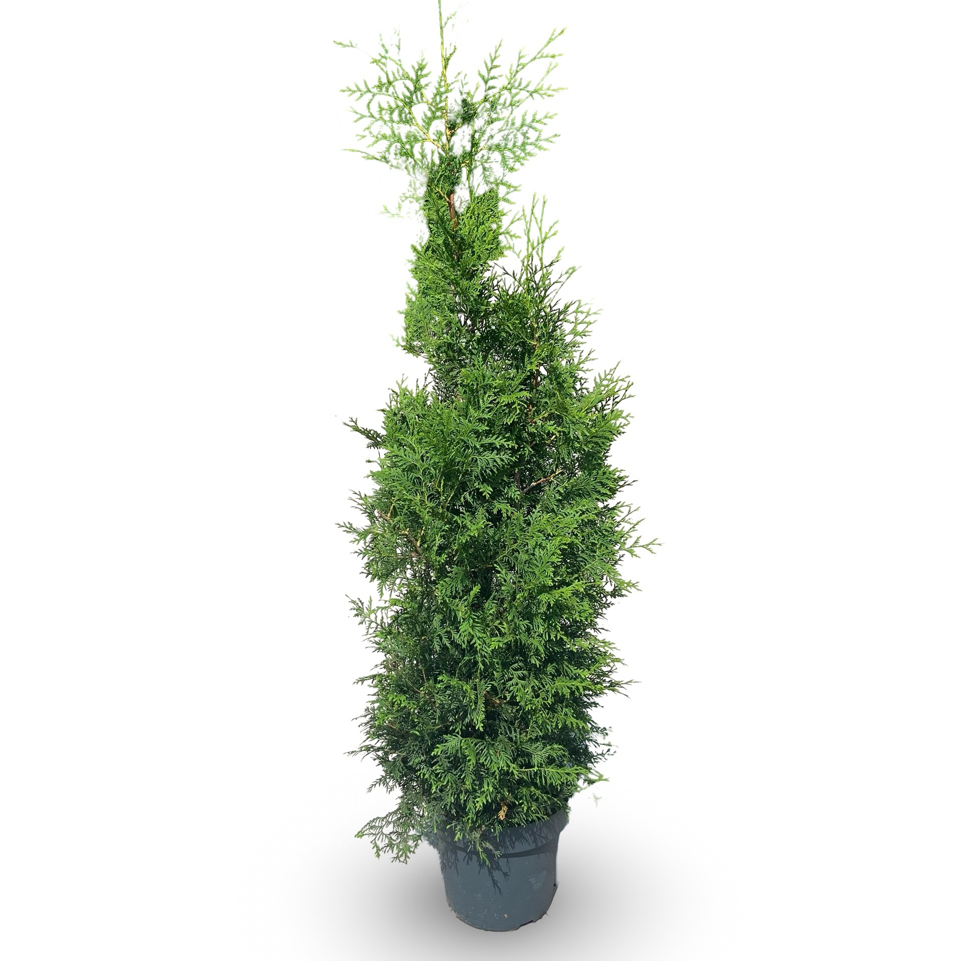 Picture of Thuja occidentalis 'Brabant'