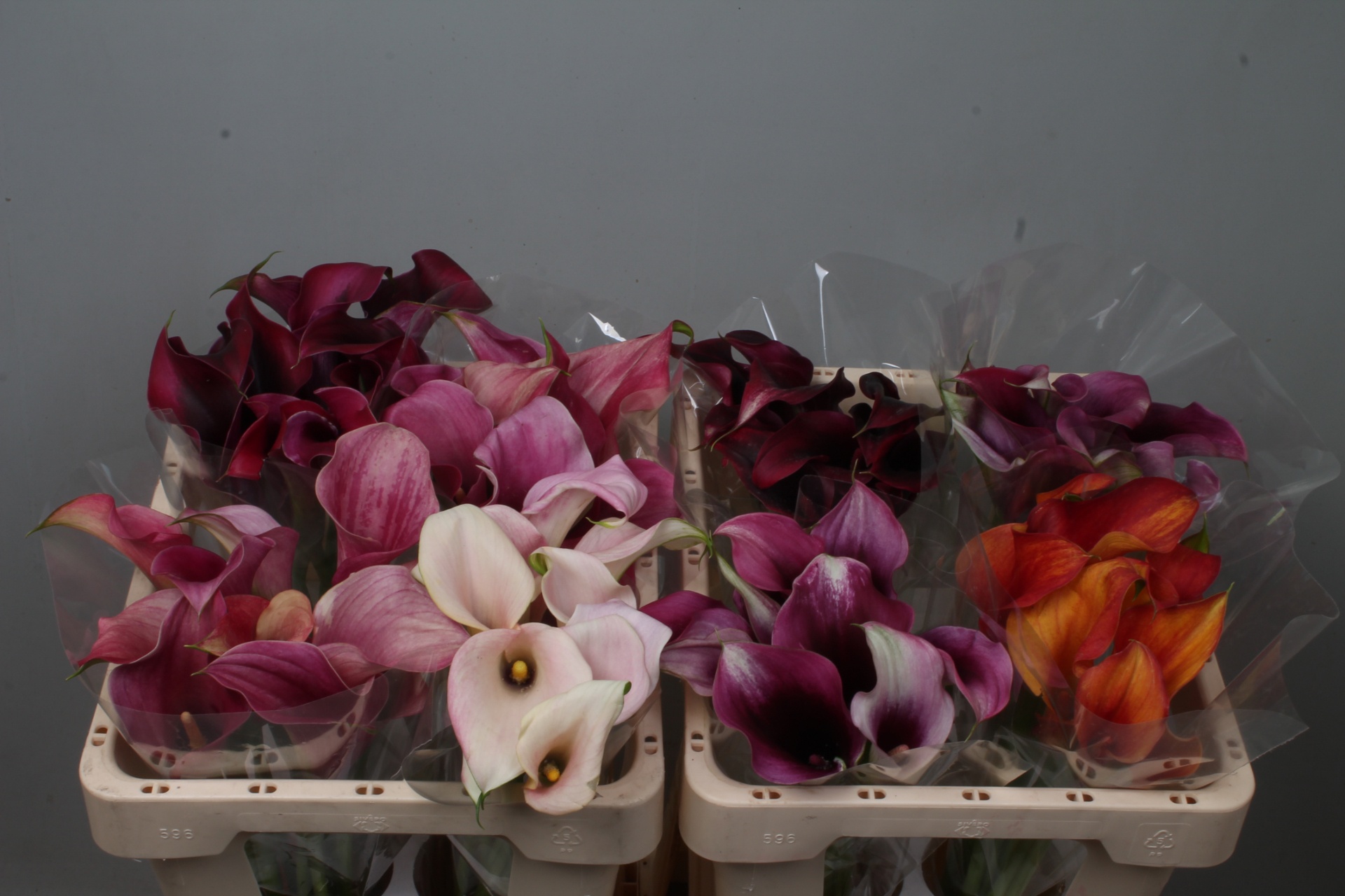 Calla Assorted 50cm