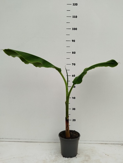 Musa Blue Java C2