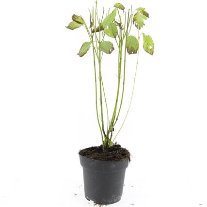 Picture of Cornus sericea Flaviramea P17 (2 Ltr) (LOOSE)