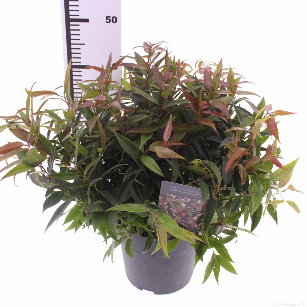 Picture of Leucothoe keiskei 'Burning Love' PBR
