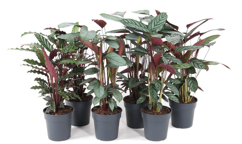 Picture of Calathea in varieties (MIXCAL19070) P19 70CM