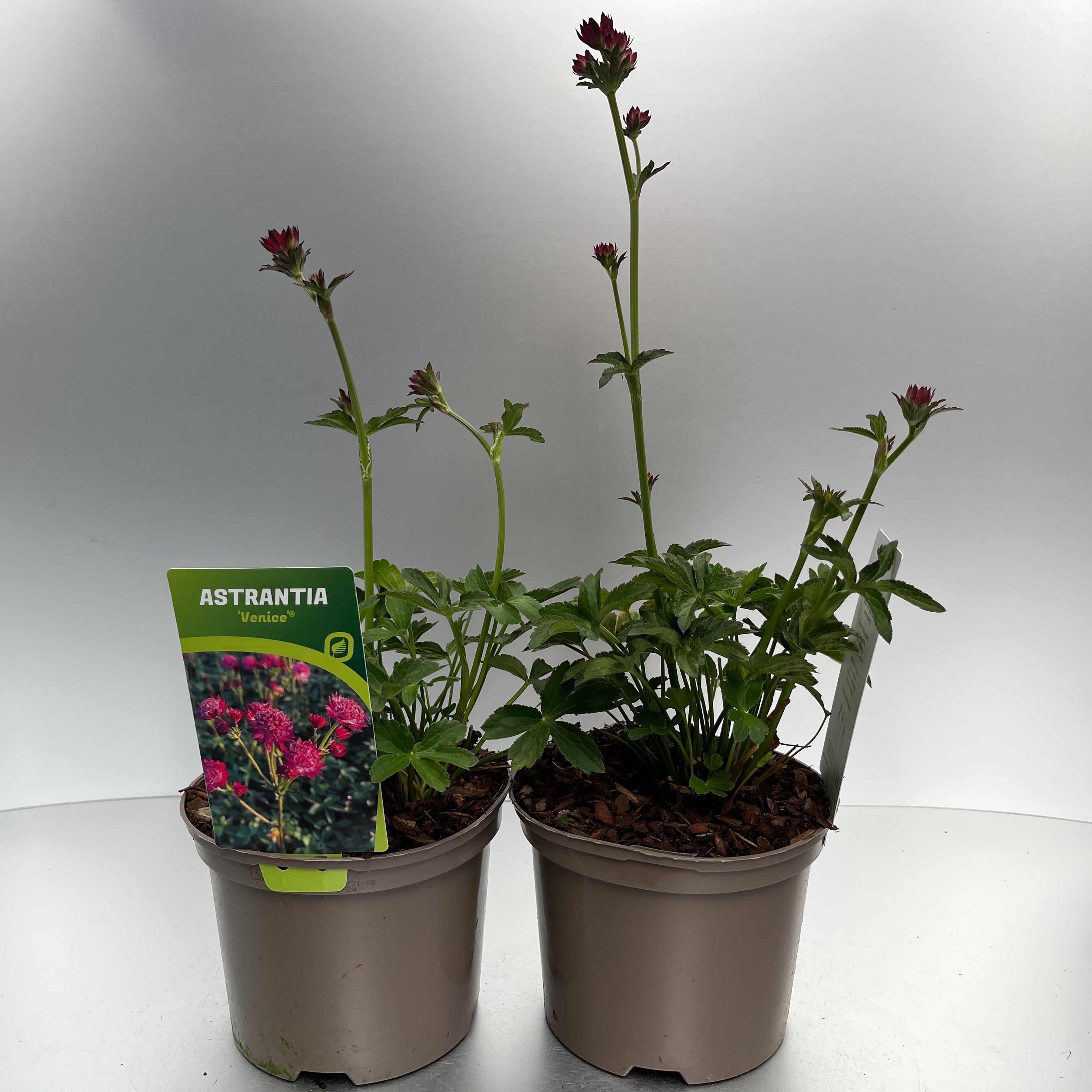 Picture of Astrantia Venice P17 (2 Ltr)