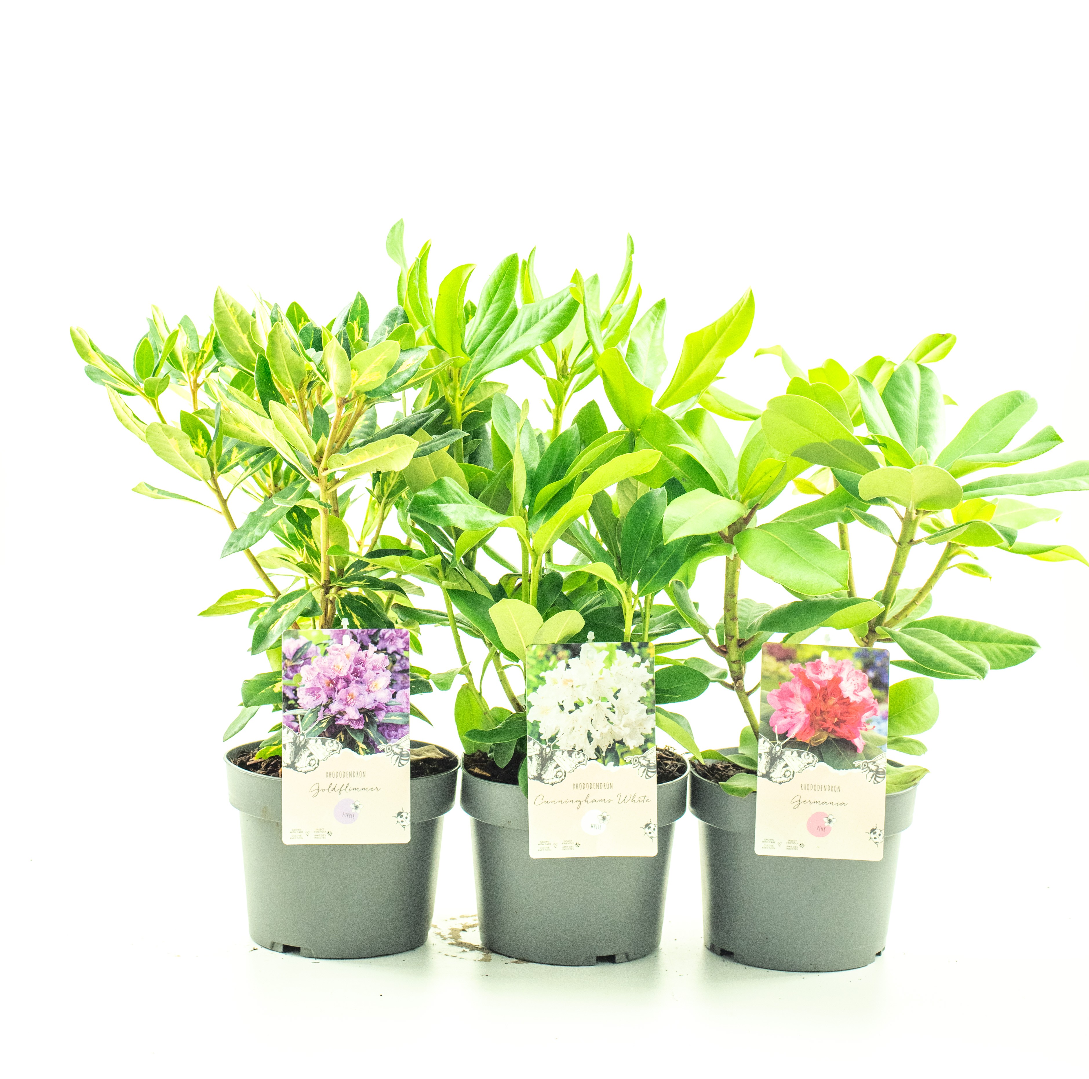 Picture of Rhododendron in varieties