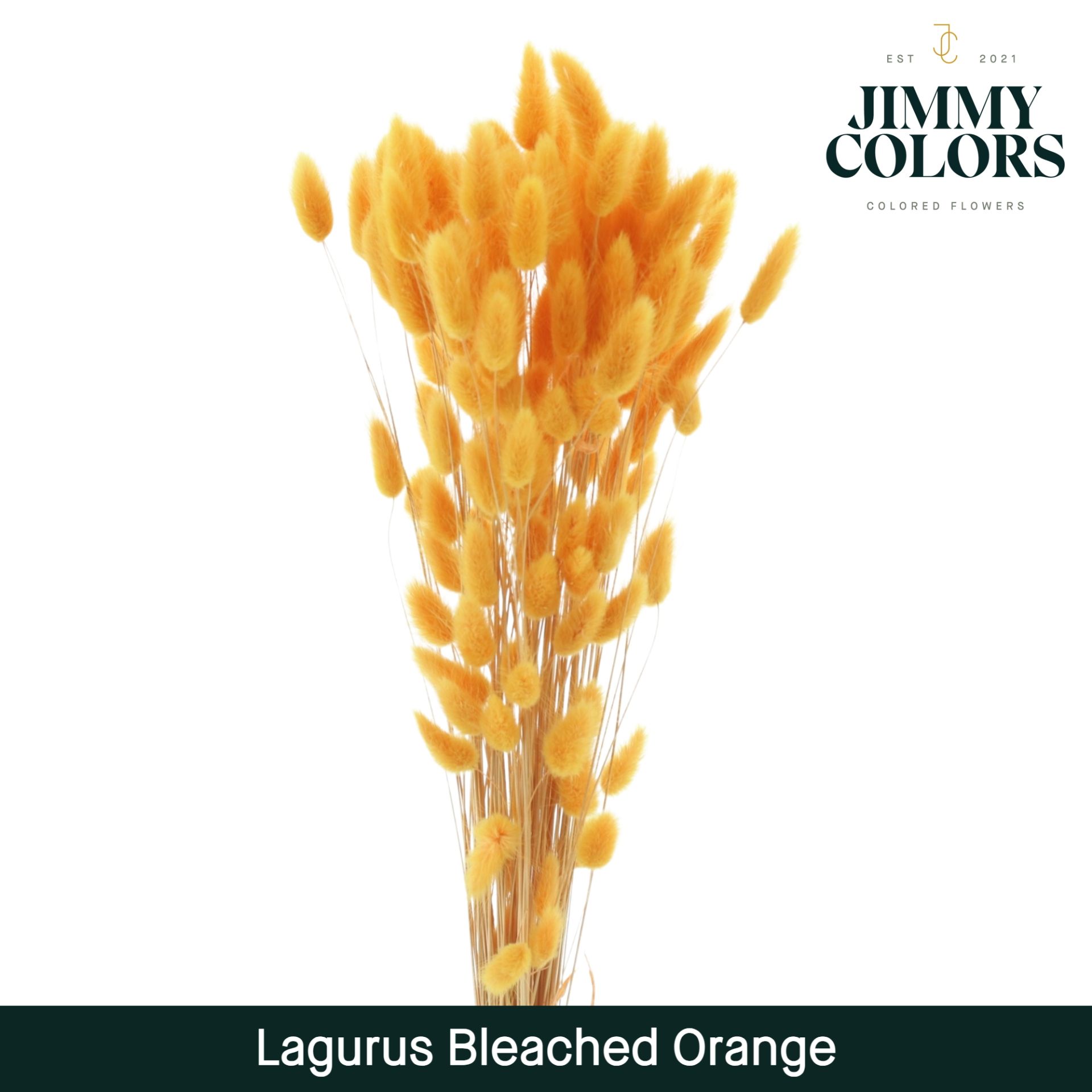 Lagurus Bleached Orange