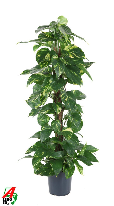 Epipremnum pinnatum mosstok