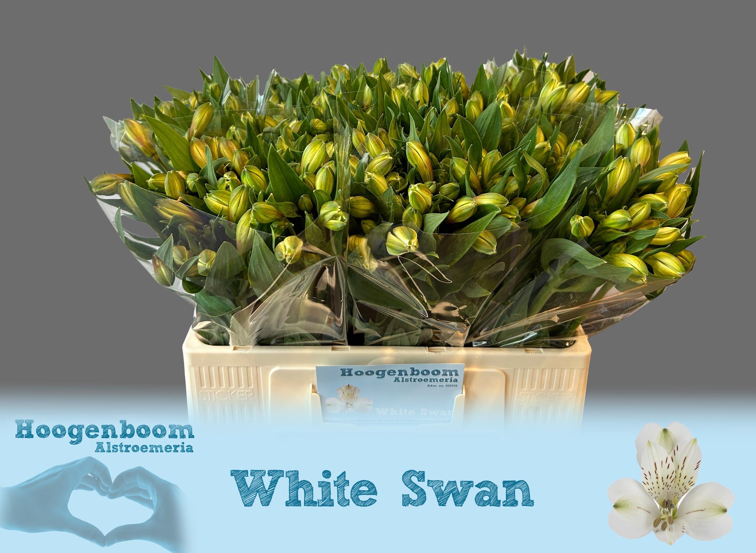 Alstr White Swan 60cm 40gram