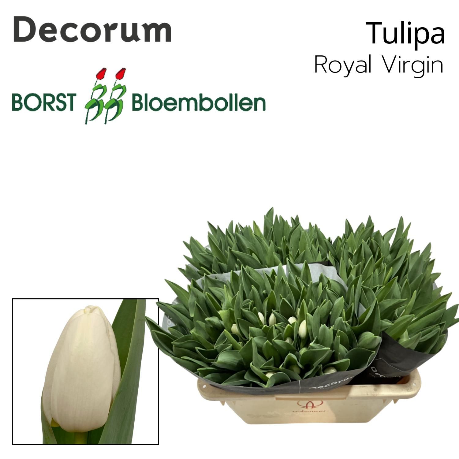 Tu En Royal Virgin